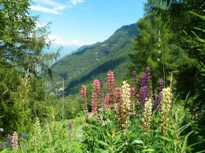 Nắng trong veo, ấm áp trải khắp các sườn núi ... — ở Saxon, Valais, Switzerland