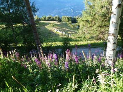 Nắng nhẹ mơn man trên cây cỏ... — ở Saxon, Valais, Switzerland