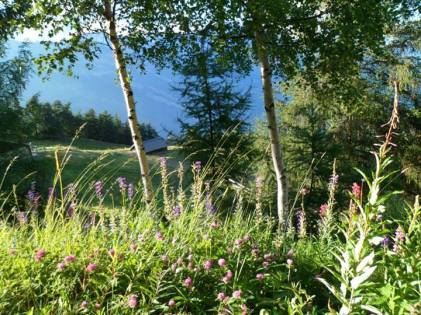 Đủ loại hoa dại bừng nở, vươn mình đón nắng... — ở Saxon, Valais, Switzerland