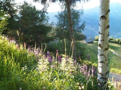 Những trái chín của hoa lupin sáng bừng lên trong nắng như những chùm đèn trang trí — ở Saxon, Valais, Switzerland