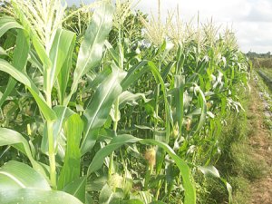 u10836_t1258598888_tShRN