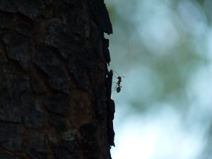 mountain_climbing_green_ant