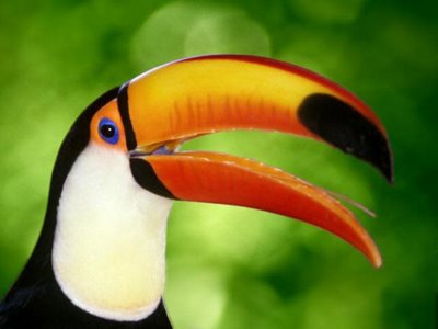 Brazil-tropical-rainforest-toucan