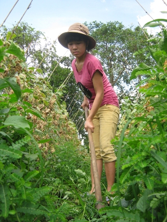 Ảnh 1: Em Mỹ Qui làm đồng giúp bố mẹ.