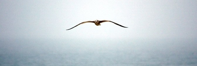 Loài chim của Con đường đến Thượng đế