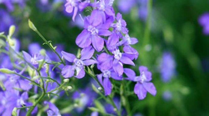 Hoa Violet ngày thứ Tư