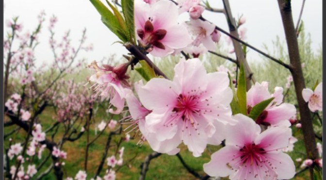 Mùa Xuân đầu tiên