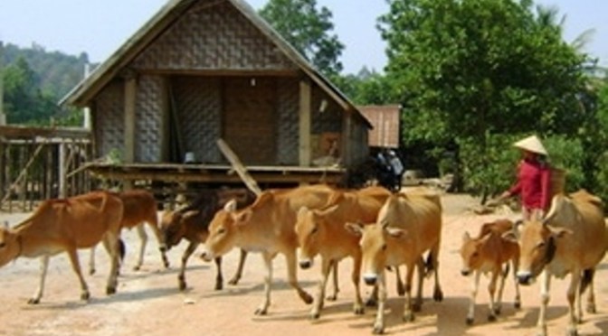 Buôn bán trâu bò