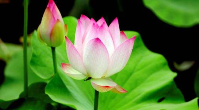 It is real – Điều có thật!