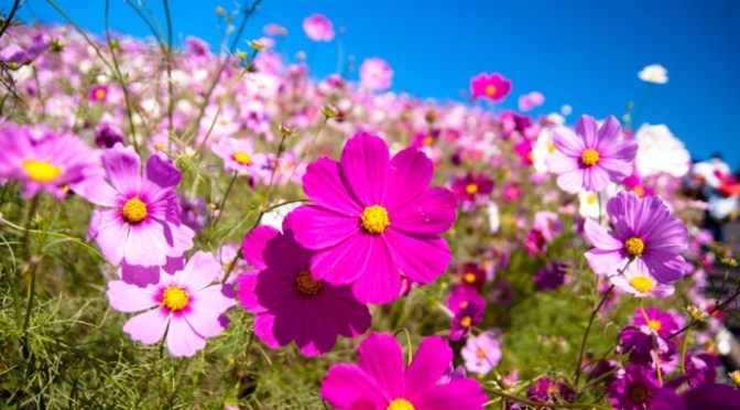 Ngày đẹp quá! – It’s a Beautiful Day