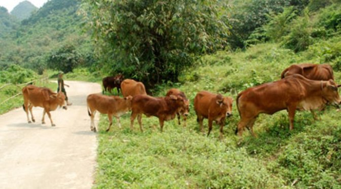 Thương bò nhiều hơn thương em