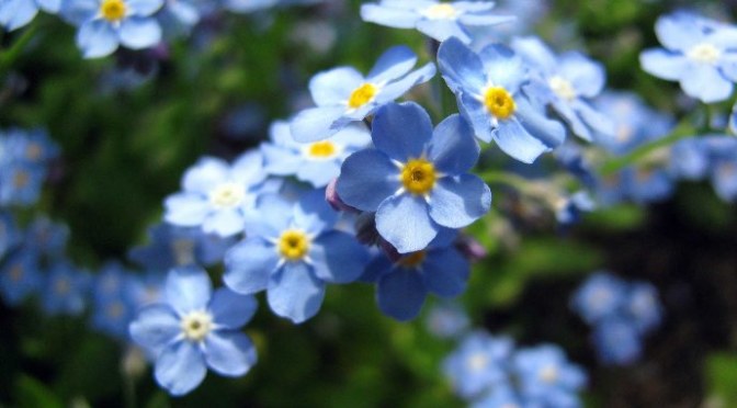 Không bao giờ quên