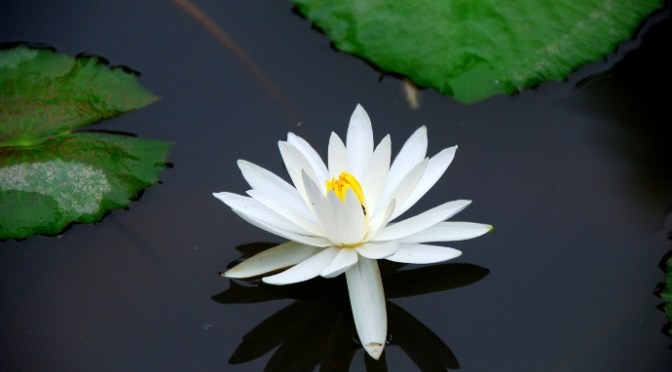 Plum Village Morning – Evening Chant