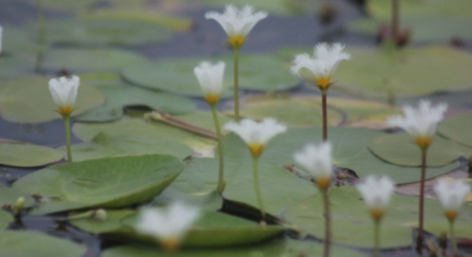 Kim  cương trong đường bùn