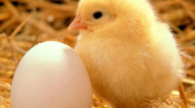 Mười cái trứng