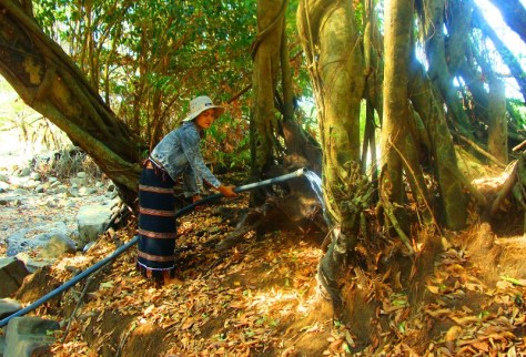 Tưới si giữa sông