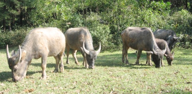 Ngưu tầm ngưu, mã tầm mã