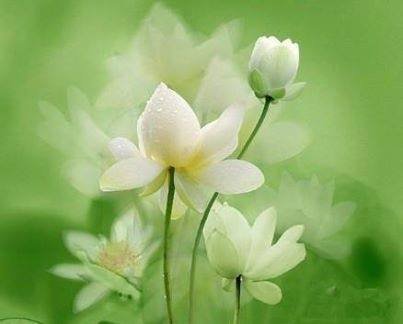 1506738_700224273377672_1159615277_n