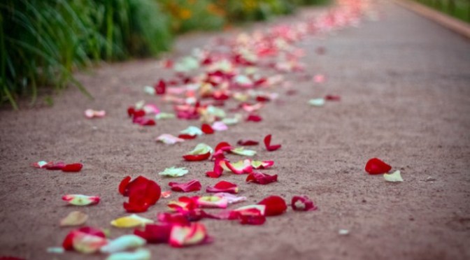 Chặng đường nào trải bước trên hoa hồng