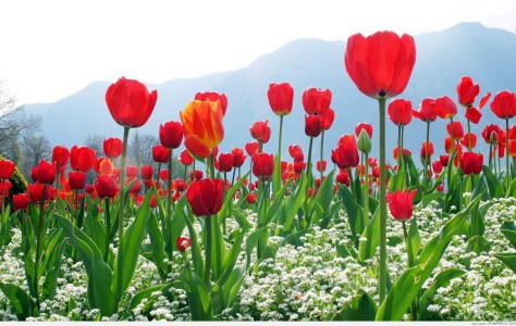 anh-dep-canh-dong-hoa-tulip-do-tham (1)