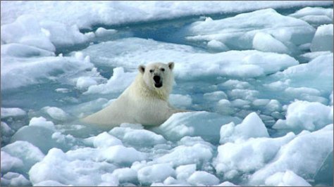 Băng-tan ở Bắc cực