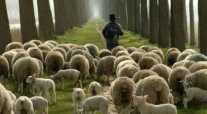 The Lonely Shepherd –  Người mục tử cô đơn