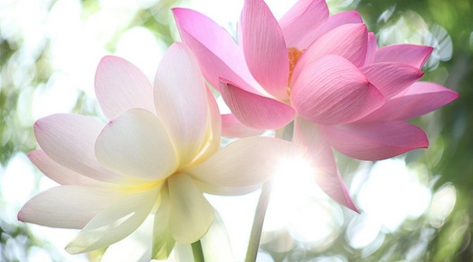 Sống như những đóa hoa