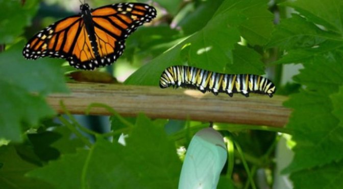 Chú sâu xấu xí