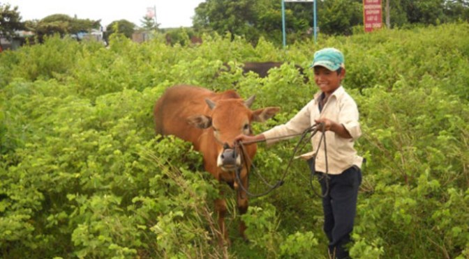 Bò trai và bò gái