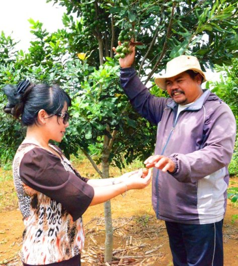 Ông Y Then quản vườn hướng dẫn phóng viên cách phân biệt độ già của quả