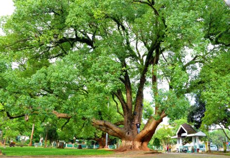 Đôi cây long não Di sản VN