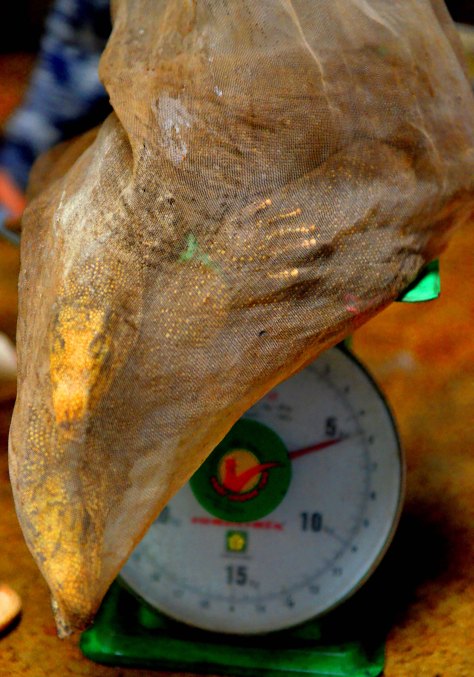 Cặp kỳ đà nặng hơn 5 ký rưỡi