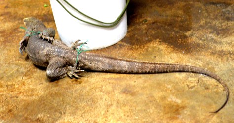 Kỳ đà sắp bị thịt