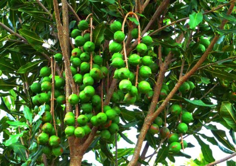 Mắc ca trồng thử nghiệm ở Ma Đrăk gần 3 năm đã rất sai trái