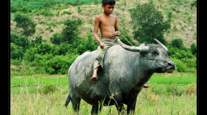 Đi chăn trâu, chăn bò