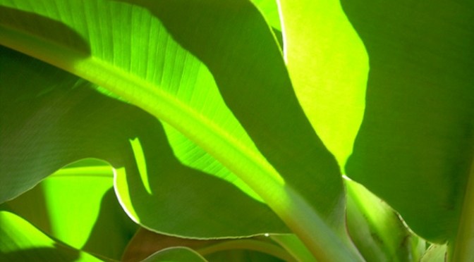 Cảm xúc về chuyến đi Buôn Hằng của các bạn Đọt Chuối Non