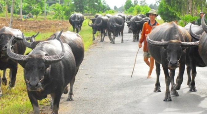 Để ý chuyện trâu bò