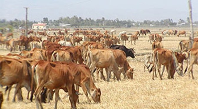 Được xã cấp bò