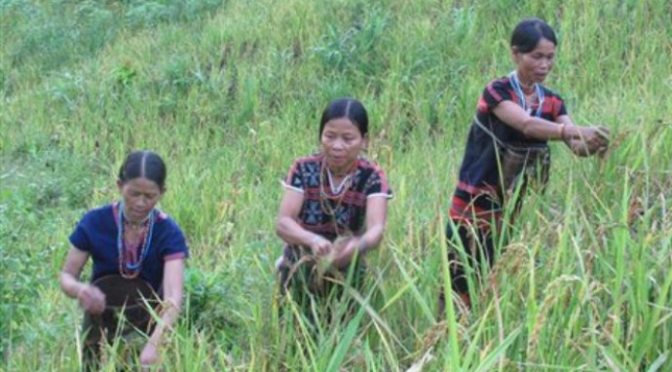 Để đủ gạo ăn