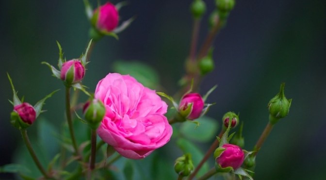 The Rose – Hoa hồng