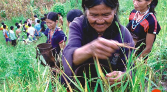 Nhường đất và chăn bò giúp