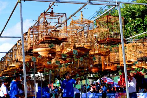 Gần 400 ca sĩ chim dự thi'