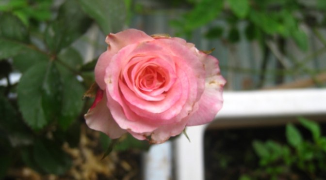 Ngày mưa 13/8/2014