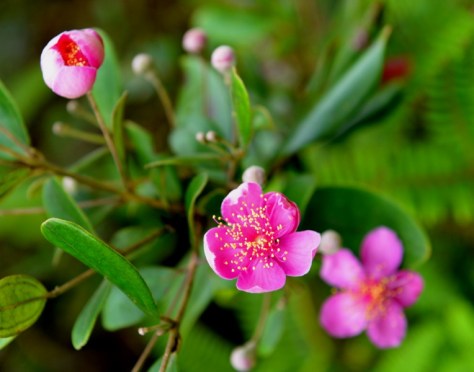 Hương sim ấp ủ