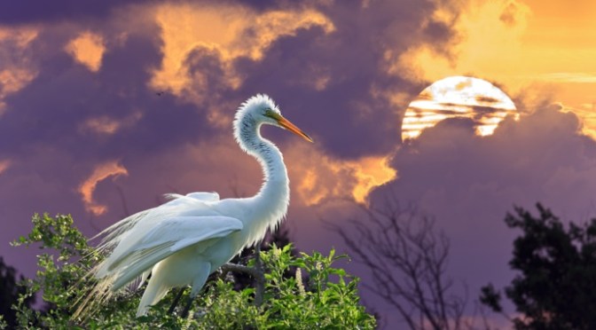 Dân ca dân nhạc VN – Hò miền nam