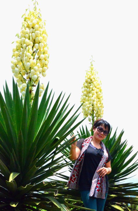 Đôi Lan Kiếm khổng lồ trên đỉnh Mẫu Sơn