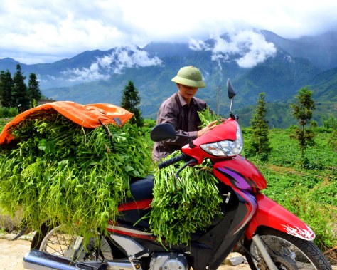 Ngọn su su mọng ướt trên đỉnh núi mây Sa Pa