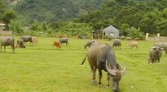 Để có nhiều trâu bò và đất rãy