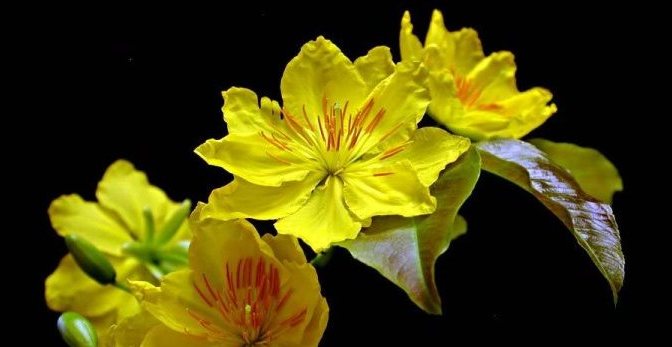 Dân ca dân nhạc VN – Vè Ba Miền