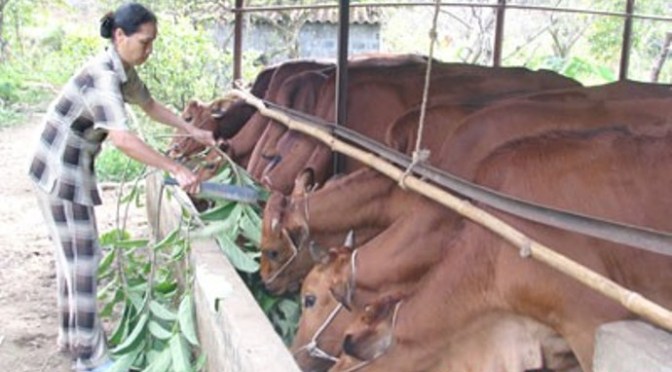 Có nhiều trâu, nhiều bò